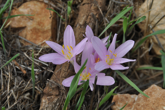 הסטף פריחת סתווניות היורה