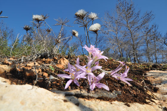 פריחת סתווניות היורה בכרמל