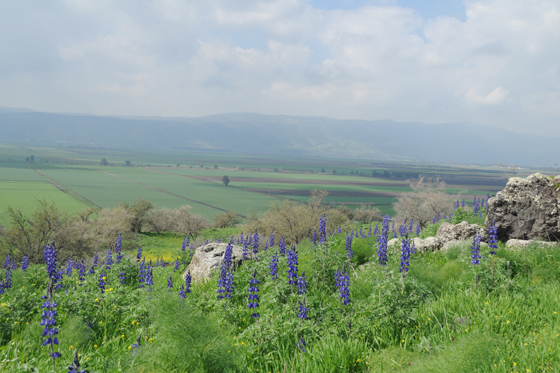 תורמוס ההרים בפריחה בדרך לעין חשק ולעין מימון - מורדות רמת הגולן