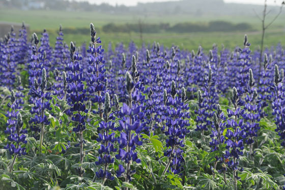 תורמוסים פורחים בשדות סביב מחנה אלייקים - רמות מנשה