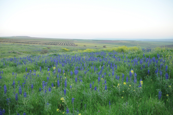 תורמוסים בפריחה בתוך שדות חרדלים, סמוך לכפר כמא - הגליל התחתון