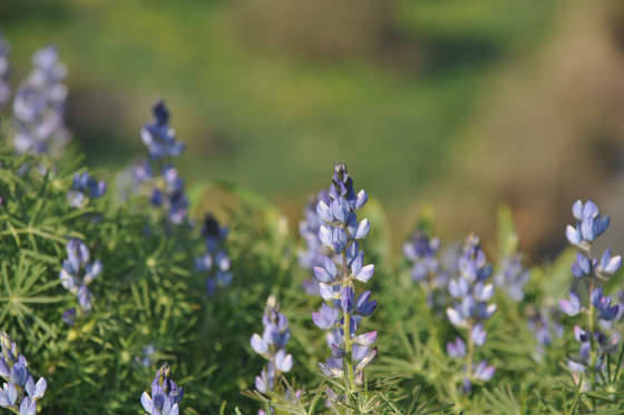 תורמוס צר עלים בפריחה בתצפית הירדן ההררי - רמת כורזים