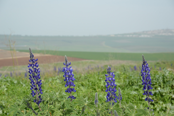 תורמוס ההרים בפריחה בחורבת סבת - הגליל התחתון