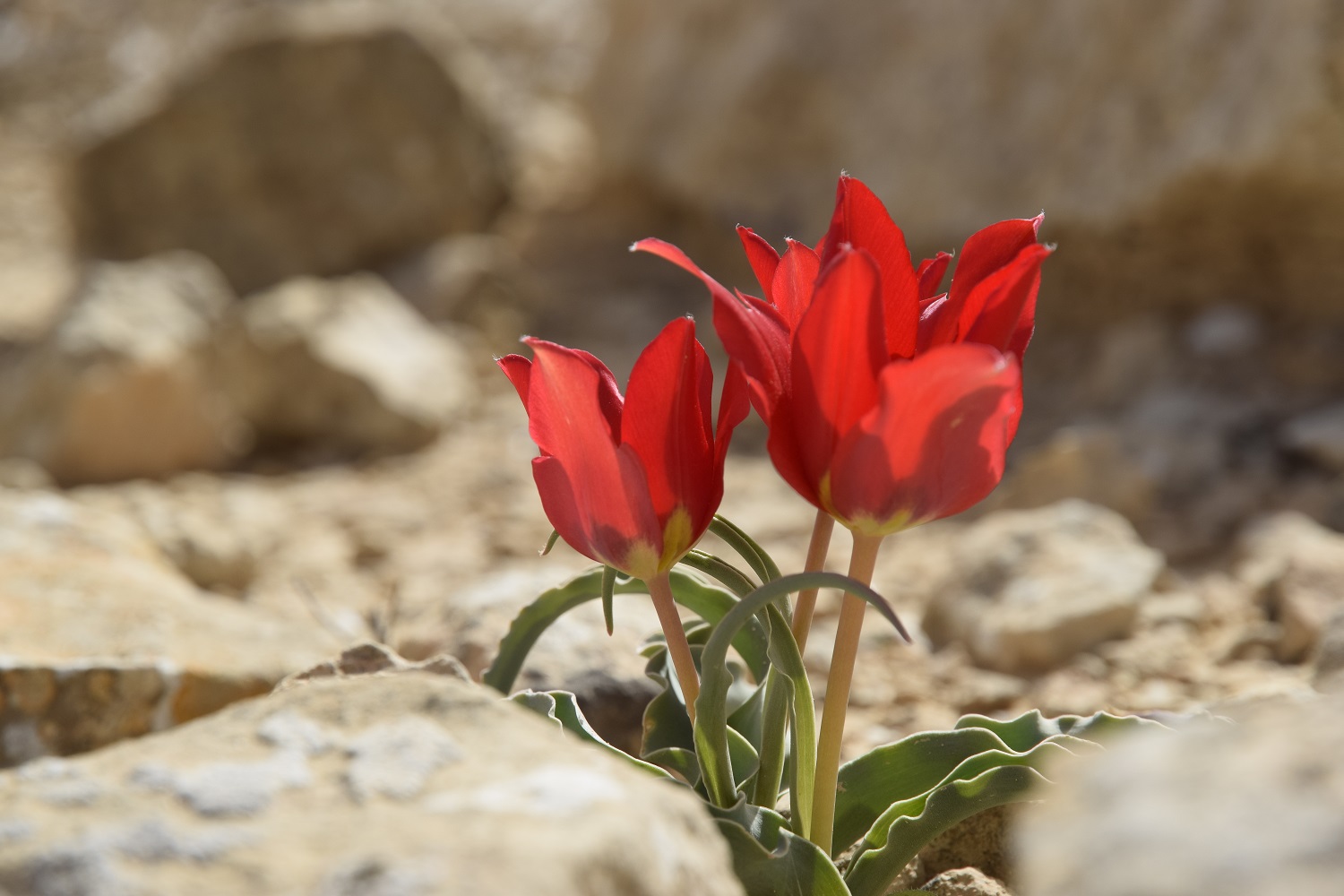 צבעוני המדבר בפריחה במדרון בדרך למעלה ערוד - הר הנגב