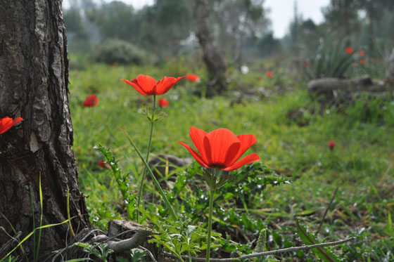 כלניות בפריחה ביער קולה - מישור חוף השפלה