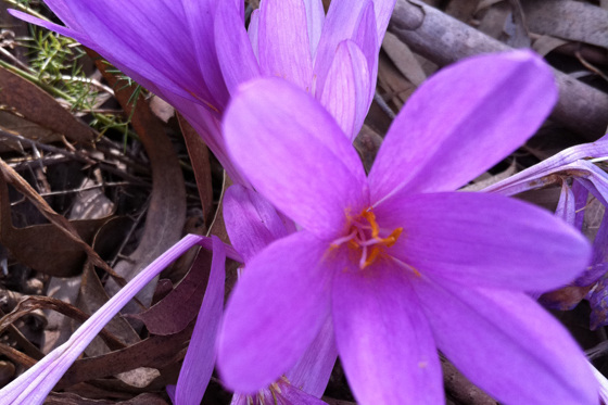 יער לביא סתוונית ירושלים