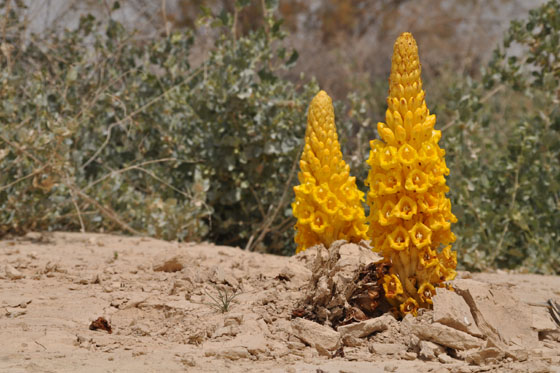 צמד פרחי יחנוק המדבר במאגר אוג