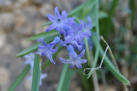 יקינתון מזרחי בפריחה בגן הלאומי ארבל - הגליל התחתון