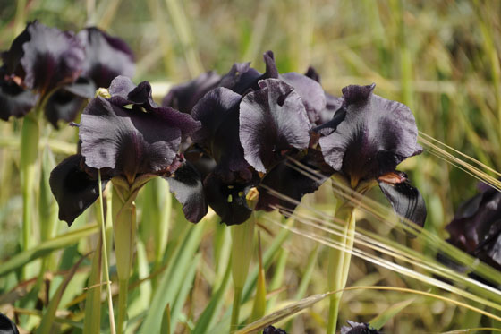 איריס שחום בפריחה בחמדת - בקעת הירדן