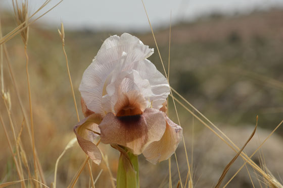 איריס שומרוני בפריחה במורדות השומרון