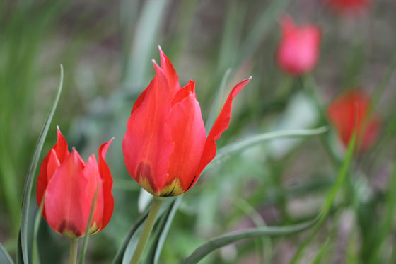 צבעונים (צבעוני ההרים) בפריחה ביער מרום גולן - צפון רמת הגולן