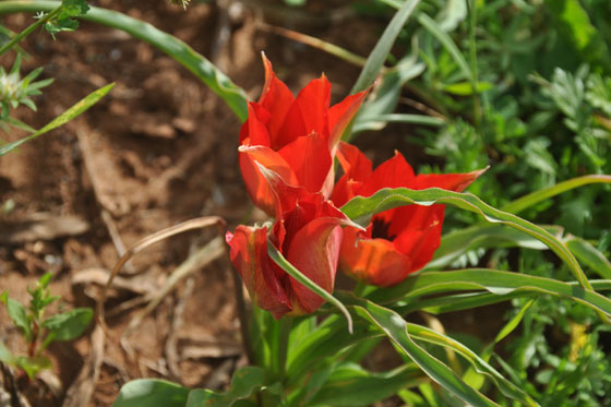 צבעונים בפריחה בגבעת הפריחה הצמודה לבית העלמין במעגן מיכאל - מישור החוף הצפוני