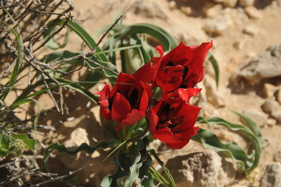 צבעוני המדבר בפריחה ברכס בוקר - מרכז הנגב