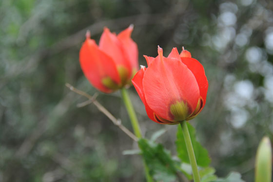 צבעונים בפריחה סמוך לצומת יערות הכרמל