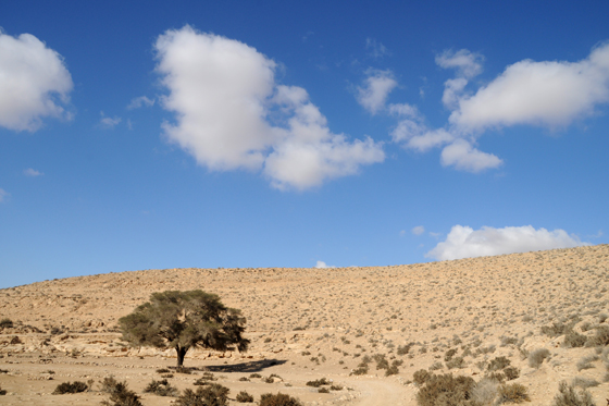 עץ שיטה בנחל נוקד, מרכז הר הנגב