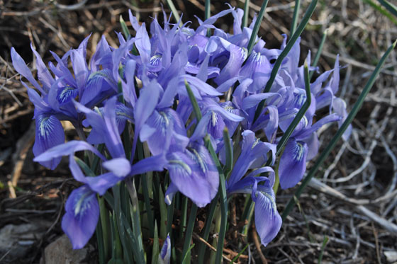 איריס הסרגל במצפור קרן הכרמל