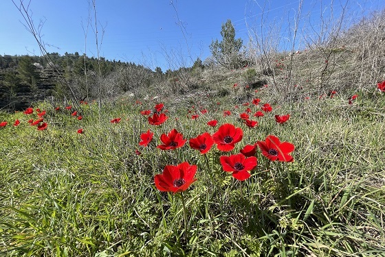 כלניות בפריחה מרשימה בשטחי הטרסות ברכס לבן - ירושלים