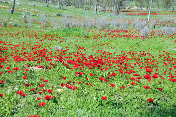 כלניות בפריחה בין נחל גרר לנחל הבשור - הנגב המערבי