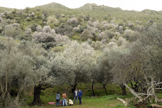 עצי שקד פורחים בנחל ראש פינה - אצבע הגליל