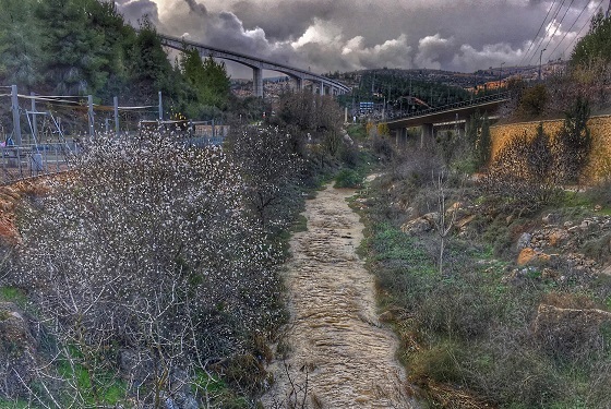 זרימת נחל שורק בשיטפון ופריחת עצי שקד (שקדיות) בפארק גשר החבלים בעמק הארזים - ירושלים