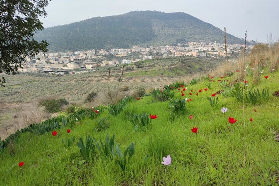 כלניות מול הר תבור, בנחל השבעה - הגליל התחתון