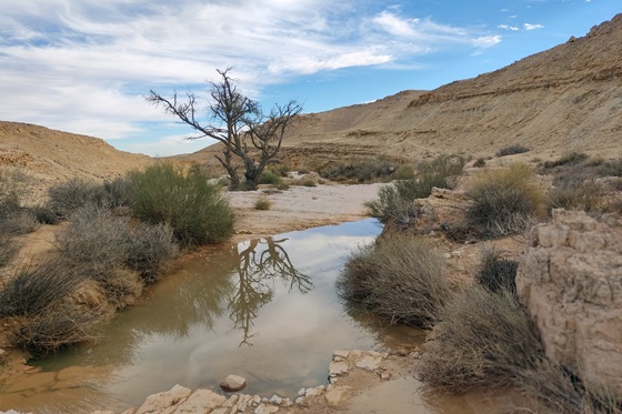 גבים קטנים בנחל סעיפים - הרי אילת