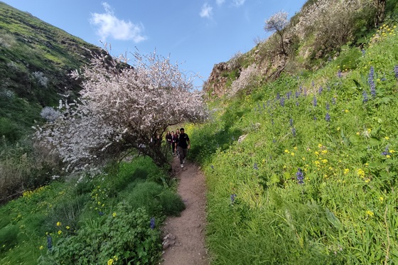 הולכים בשביל לצד נחל תבור ותחת עץ שקד בשיא הפריחה