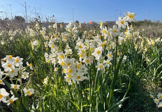 נרקיסים בביתן אהרון בשרון