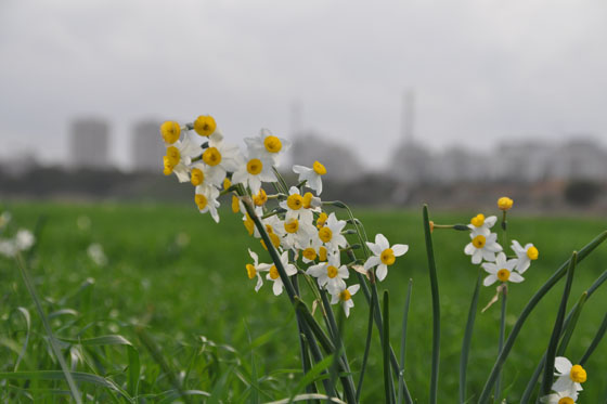 פריחת נרקיסים בגלילות
