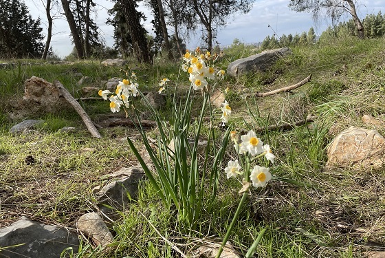 נרקיסים פורחים ביער קולה סמוך לאנדרטת אגרוף ורומח