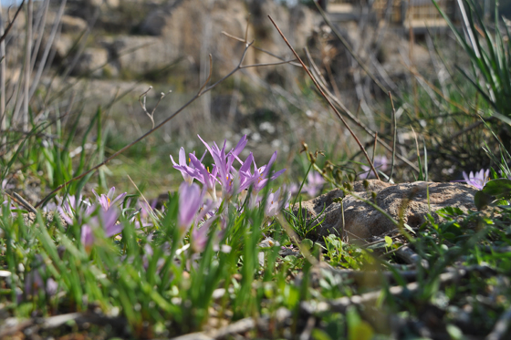 סתווניות היורה בשמורת נחל תנינים