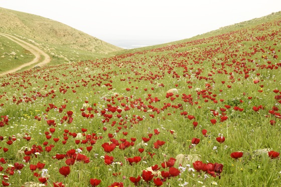 פריחת נוריות סמוך למעלה אפרים - בקעת הירדן