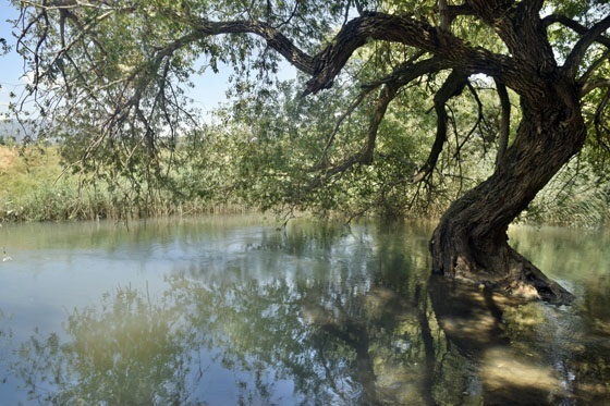 פינת העץ בירדן ההיסטורי - אצבע הגליל