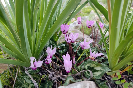 רקפות פורחות סמוך לחניון האיריסים בגלבוע