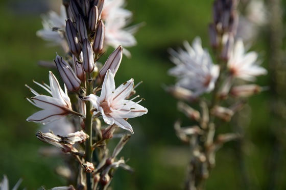 עיריות בפריחה סביב היישוב חמדת - בקעת הירדן