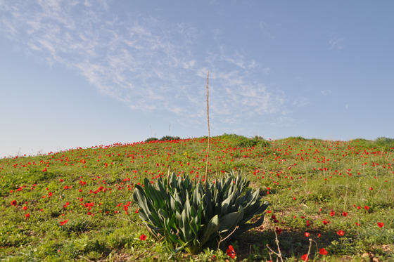 כלניות סביב חלקת הקבר של לילי ואריאל שרון, מול חוות השקמים בנגב המערבי - דרום אדום