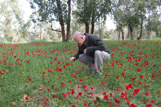 כלניות בחניון רעים בנגב המערבי - דרום אדום