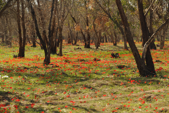 כלניות בחורשה מול עלומים בנגב המערבי - דרום אדום