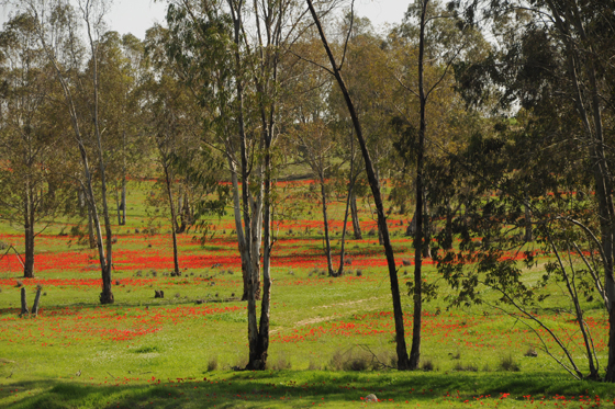 כלניות ביער כיסופים בנגב המערבי - דרום אדום