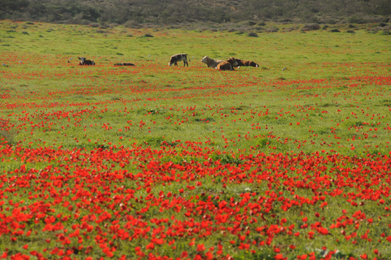 כלניות בדרך נחל שקמה, סמוך לאור הנר בנגב המערבי - דרום אדום