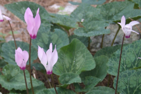רקפות פורחות תחת החורש ביער אשתאול - השפלה