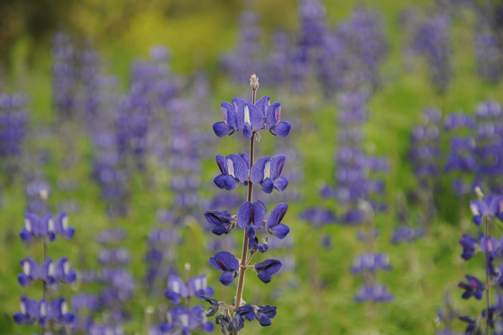 תורמוסים בפריחה צפופה ומרהיבה בנעאורה - עמק חרוד