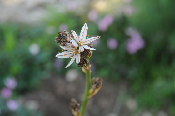 עיריות ורקפות בפריחה בשמורת גבעות גד - לכיש