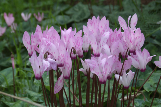 רקפות מנוקדות בפריחה בטל שחר - השפלה