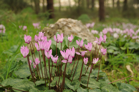 רקפות פורחות ביער צלפון - השפלה