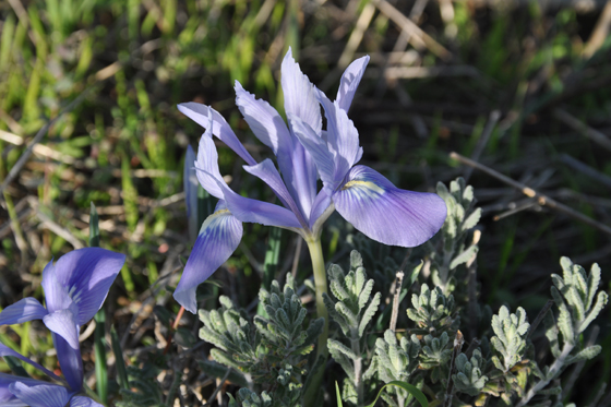 פריחת איריס הסרגל סמוך לקיבוץ דליה