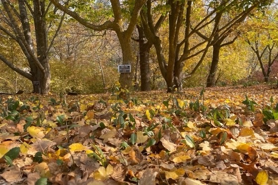 שלכת בגן הבוטני בירושלים