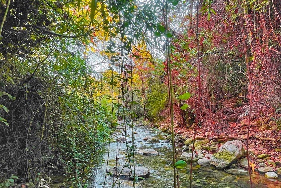 עין חרדלית בשלכת