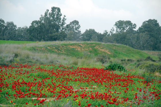 כלניות בפריחה בשמורת ביתרונות בארי - הנגב המערבי
