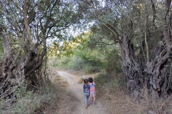 שביל האלות בפארק בריטניה - השפלה